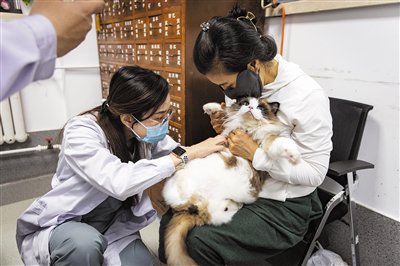 4月27日，中国农业大学动物医院中兽医科，林珈好正在查看生病的猫的皮毛。