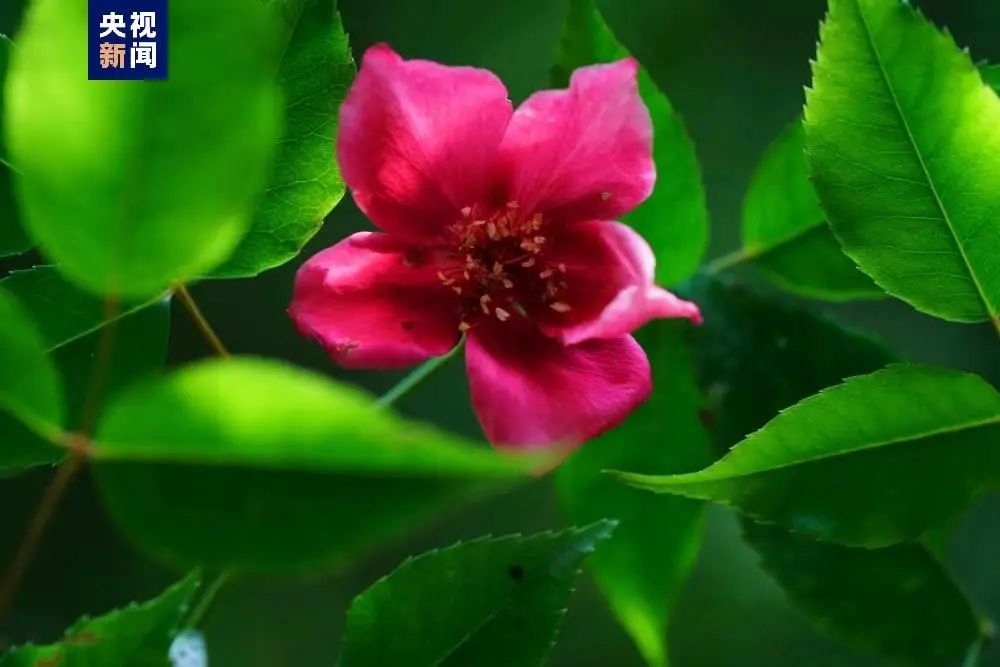 "亮叶月季"为中国特有种,被纳入《中国生物多样性红色名录-高等植物卷