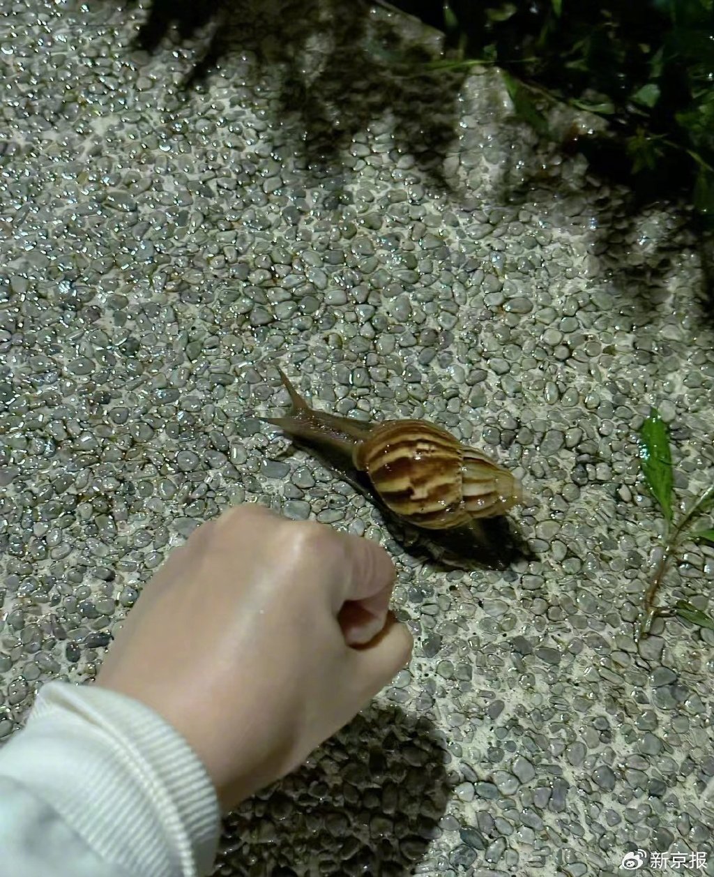 多地雨后出现大蜗牛,专家:入侵物种带病毒,超过3指宽的不要碰