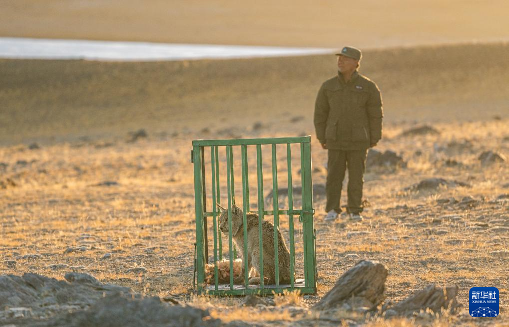 野生动物专业管护队员准备将一头猞猁放归自然（5月12日摄）。新华社记者 丁增尼达 摄