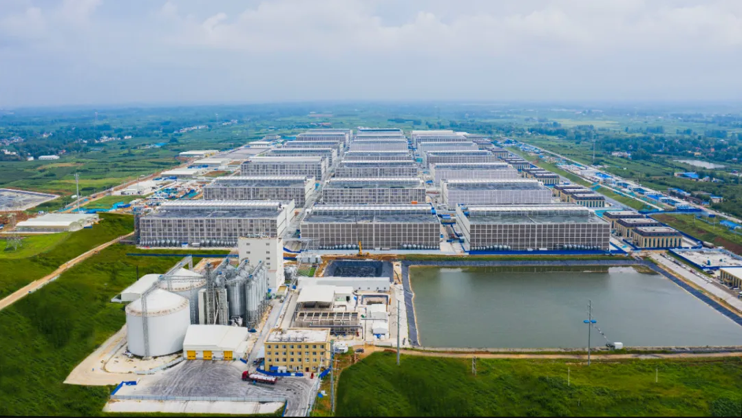 赋能乡村振兴 上市公司在行动丨牧原股份:做好"养好每一头猪"的事业