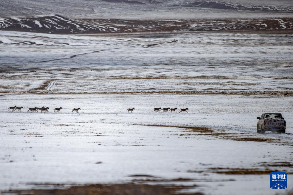 成群的藏野驴从野生动物专业管护队员们的车前跑过（5月9日摄）。新华社记者 姜帆 摄