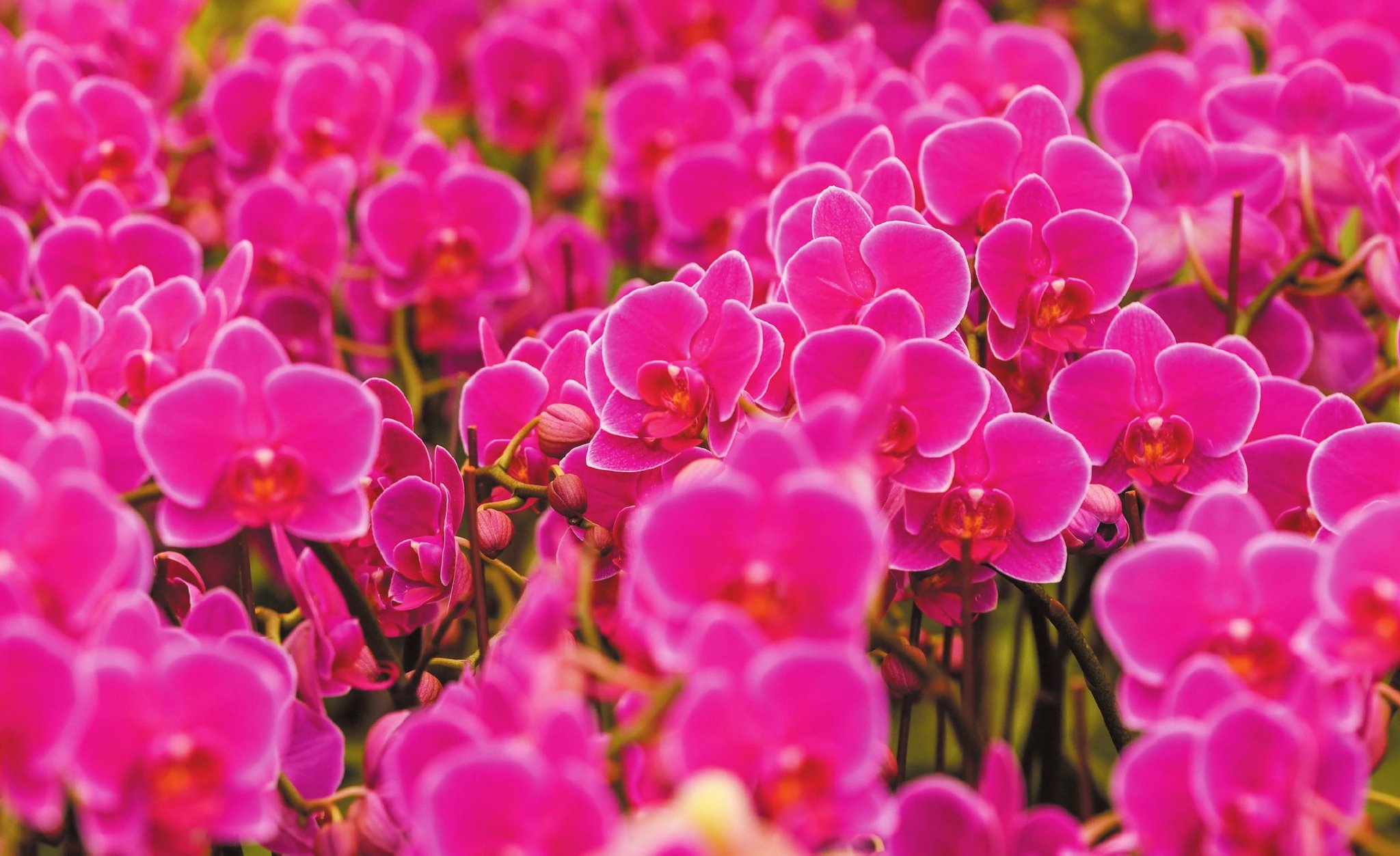 "海口花"如何绽放"产业美"|海口市_新浪财经_新浪网