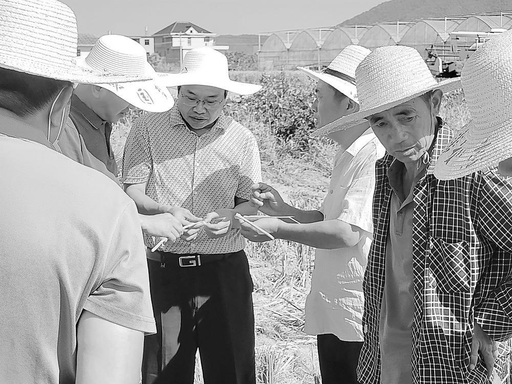 刘木华（中）在江西省九江市都昌县与农民讨论再生稻种植（图片由受访者提供）
