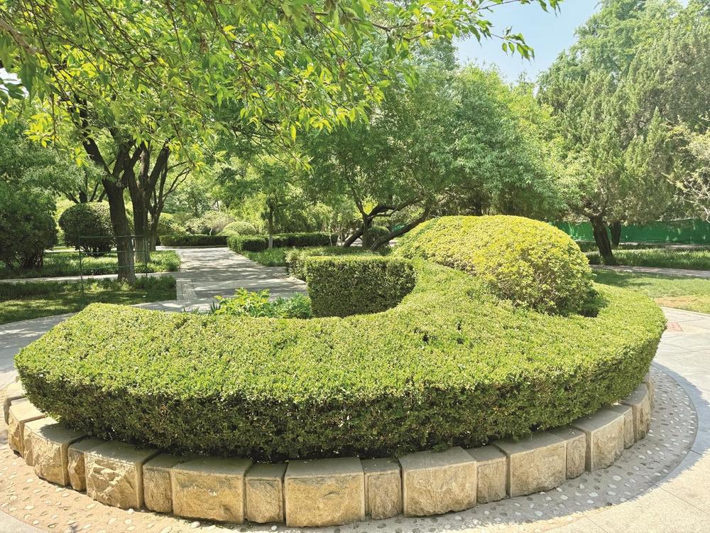 图为丛台公园里新近修剪的模纹植物造型. 王东亮 摄