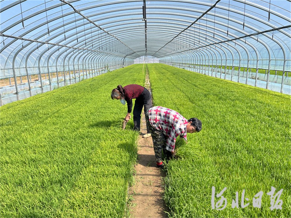 图为工人正在揭水稻秧盘.