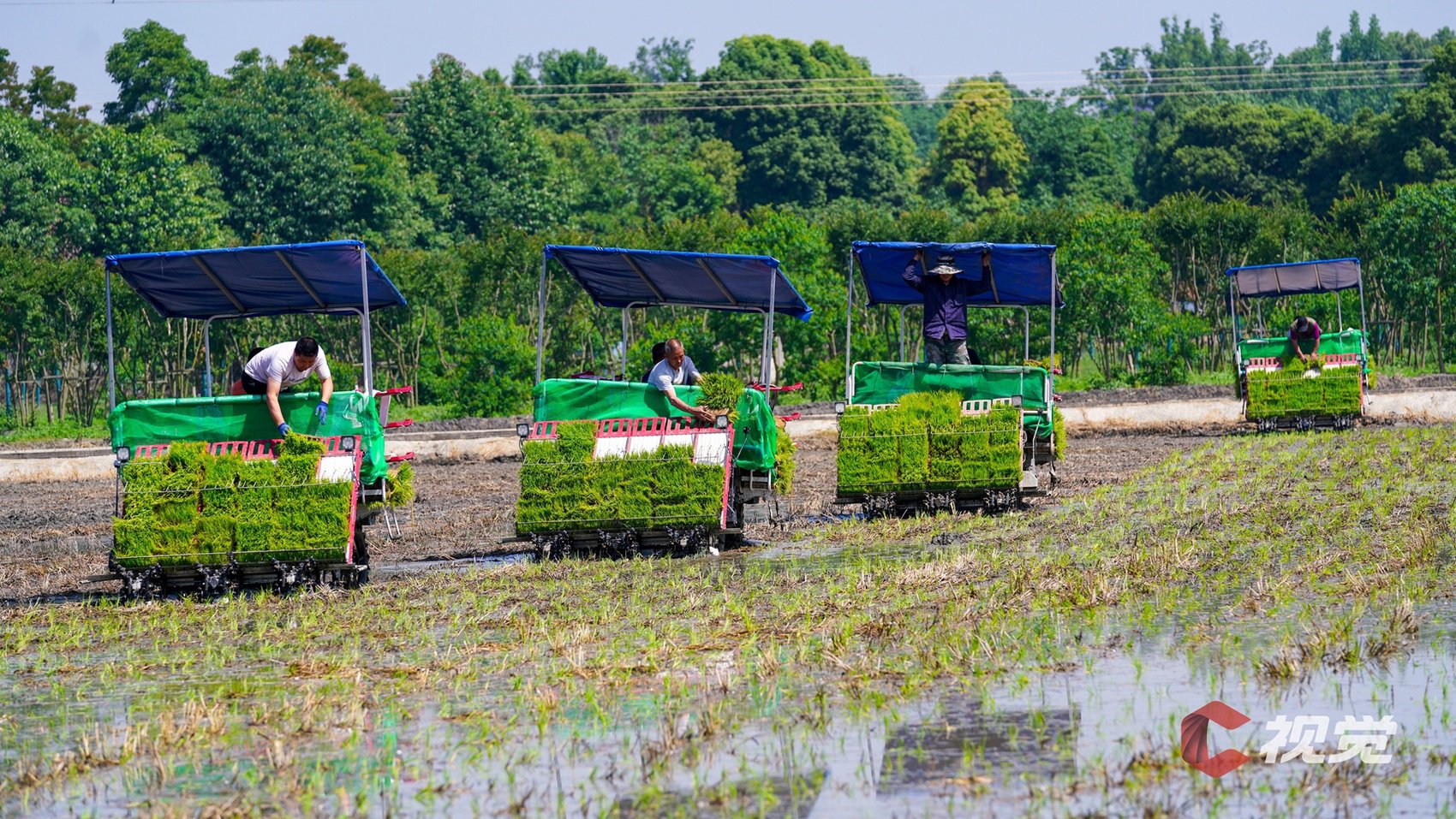 成都市双流区彭镇鲢鱼社区为高效完成插秧任务,引进插秧机进行作业