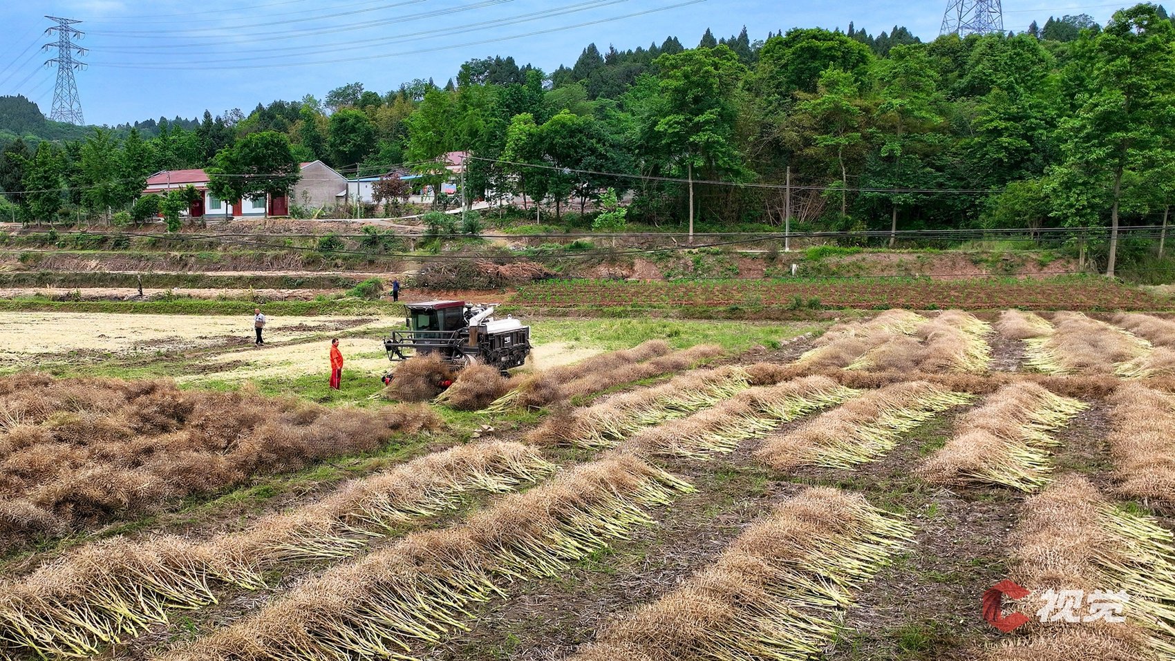 c视觉摄影师 王福明 摄"三夏"不仅是夏粮收获的关键,也是夏种夏管的