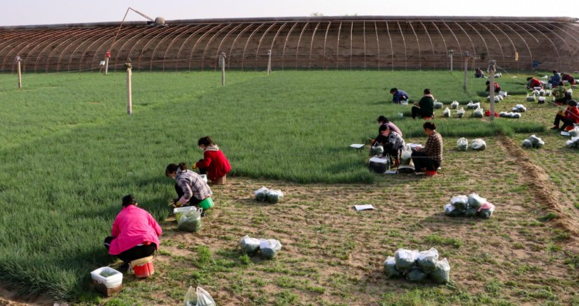 甘肃民勤县沙葱产值超2亿元,种植一次可连续收割十年