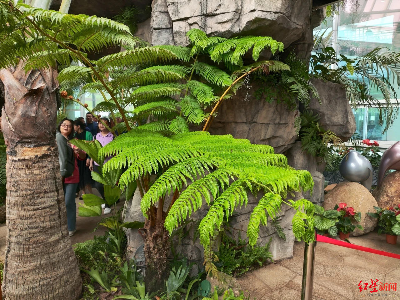 在成都也能打卡"热带雨林"!"神奇植物"在这里