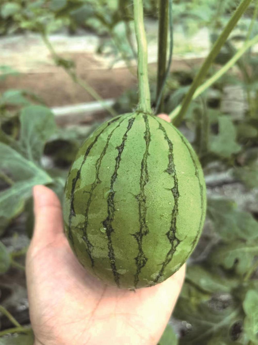 "小吊瓜"长成了"大产业"