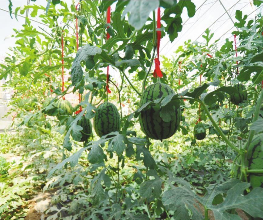 新民市农业企业采用新型日光温室栽培的吊秧小西瓜.