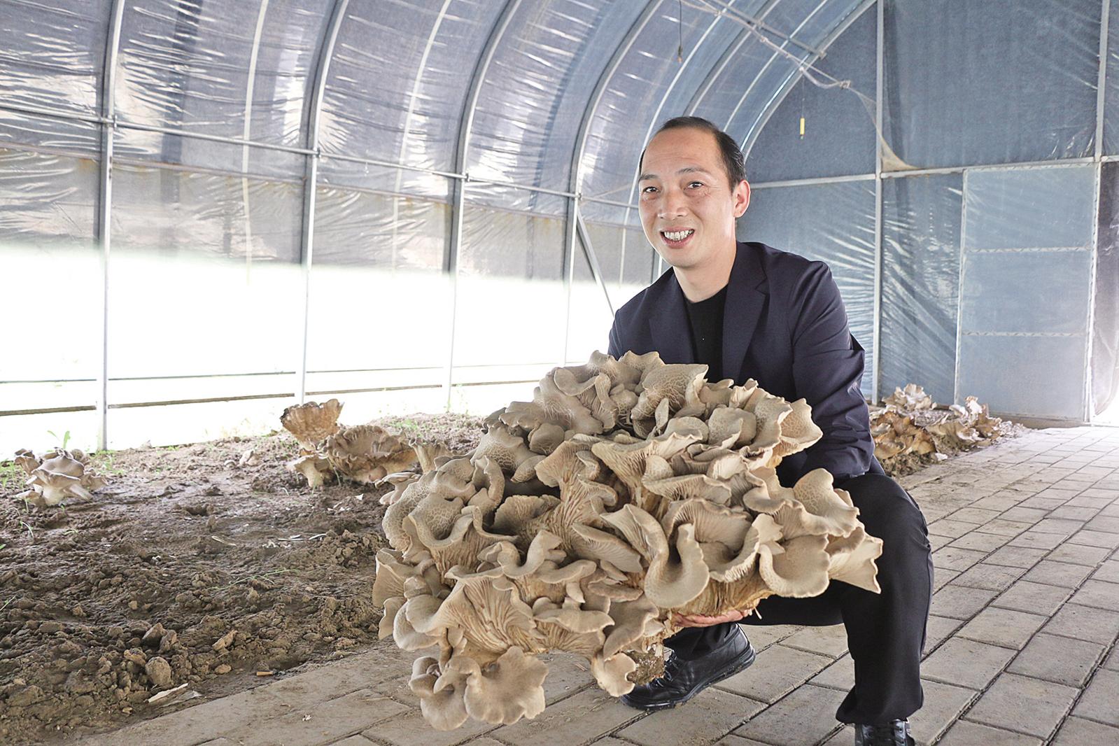 华池县试种成功"巨无霸"蘑菇褐灵菇