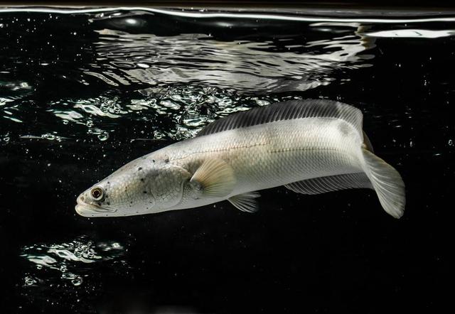 谈及养殖白乌鱼的初衷,张秋林说一方面是因为从小就喜