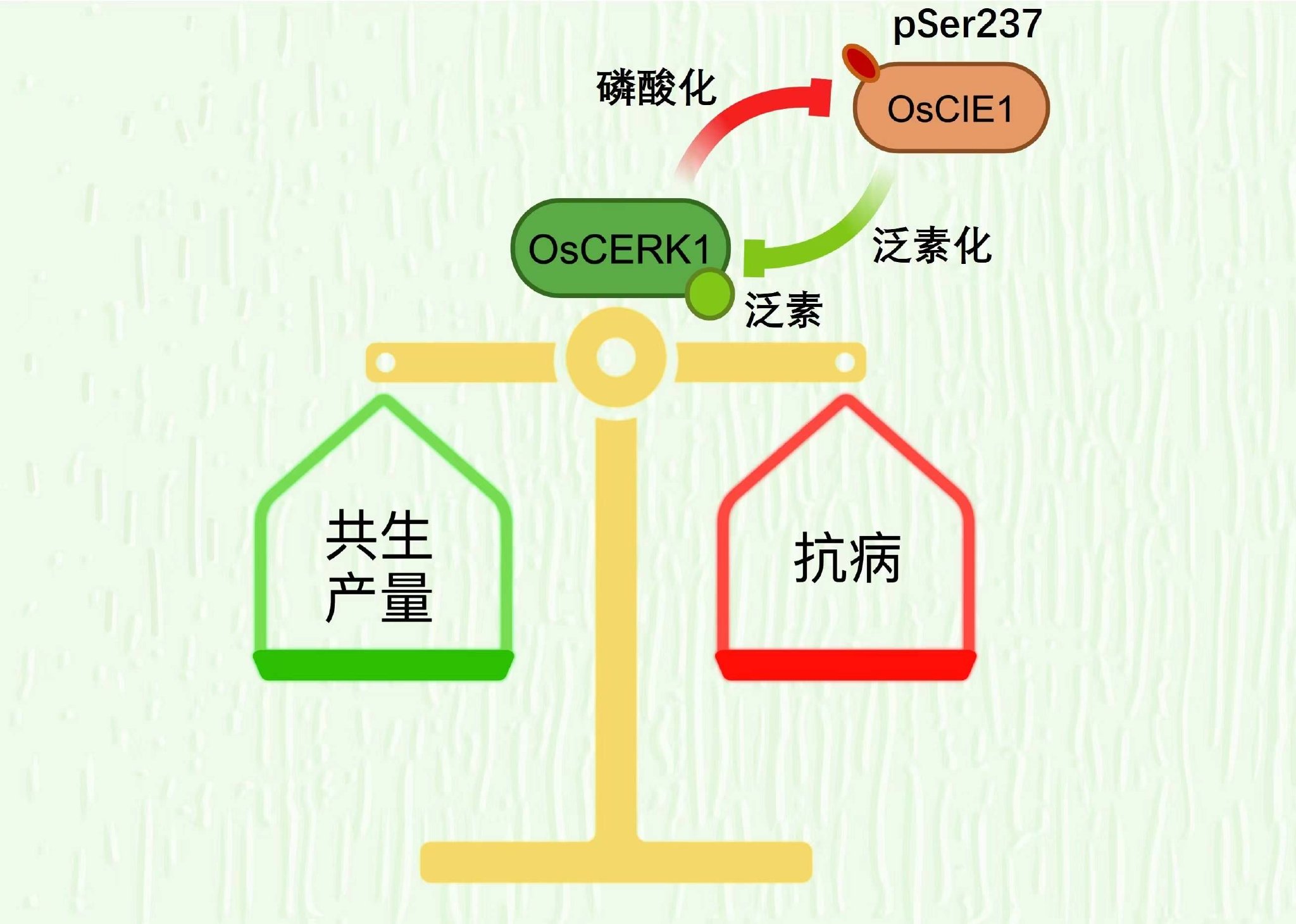1介导的泛素蛋白"制动器"调控oscerk1共生产量/免疫平衡的机制示意图