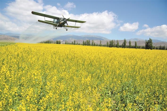 5月10日,无人机在九师一六八团油菜花地里进行施肥作业.