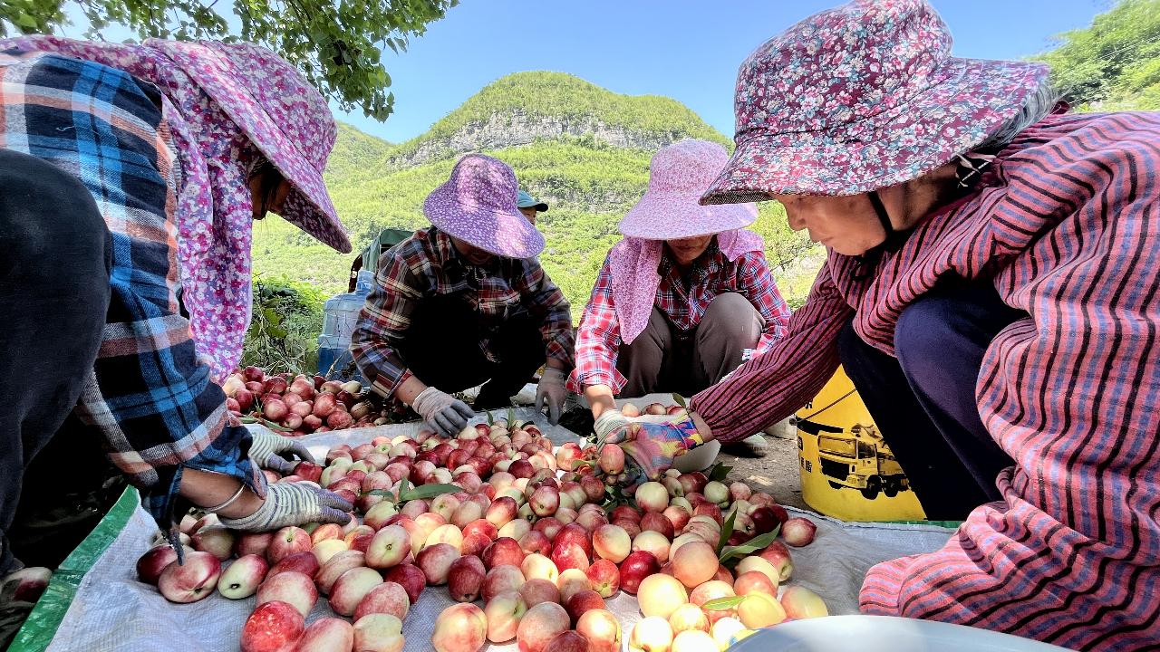 广西富川:桃李齐丰收 果农喜增收