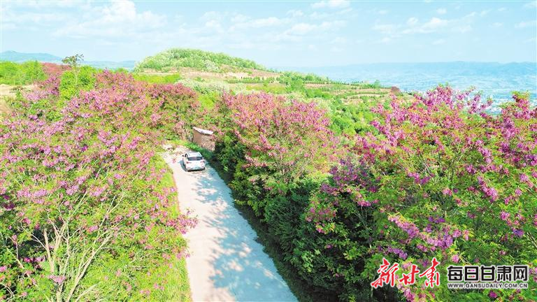 【图片新闻】清水县邽山槐花美如画