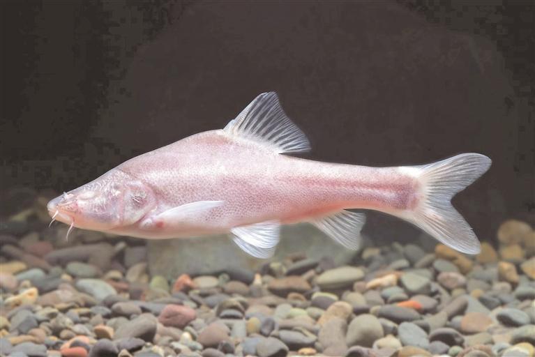 长江上游发现鱼类新物种"贵阳金线鲃"