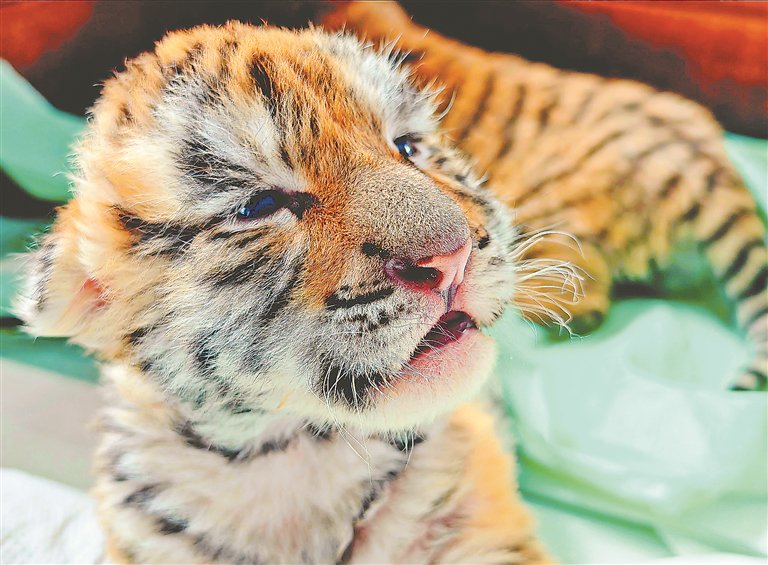 刚出生的小虎宝.