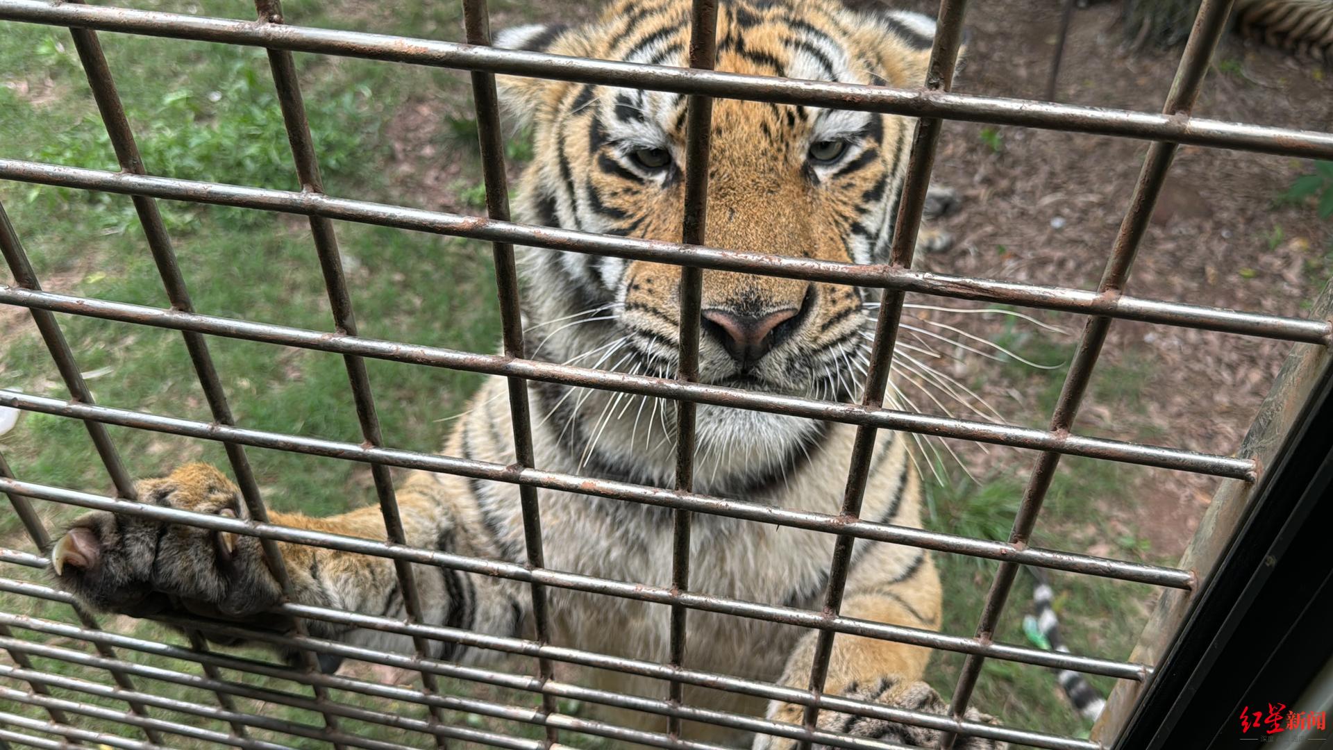▲园内的东北虎