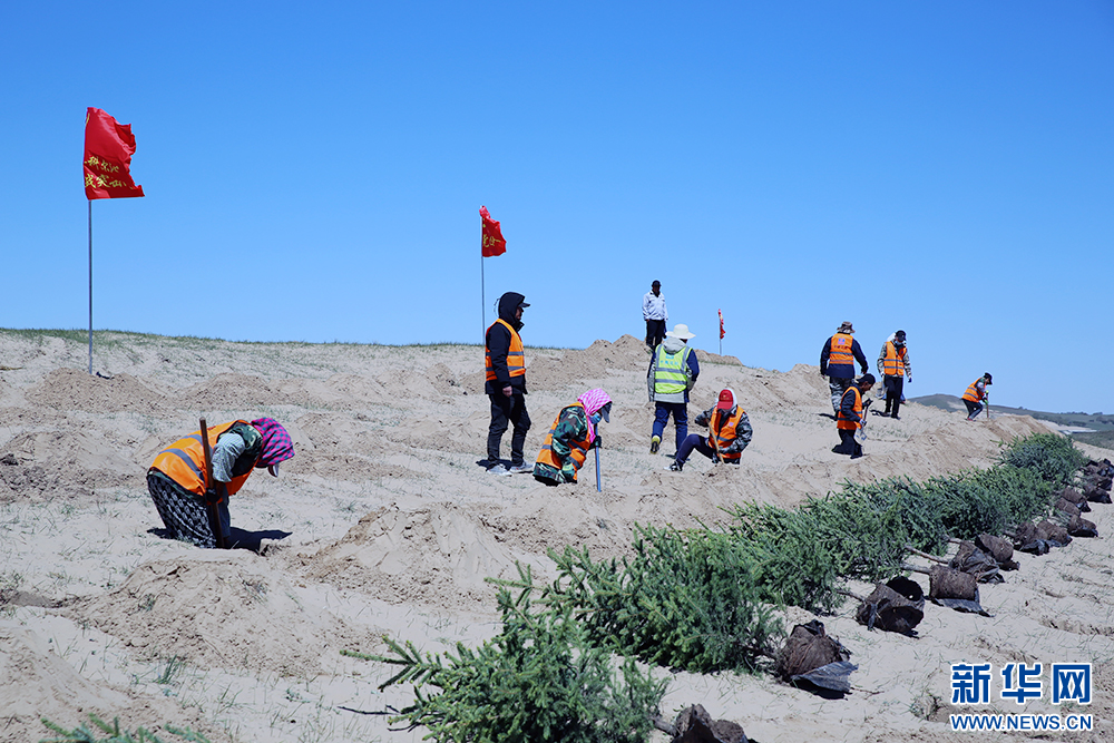5月15日，工人在克什克腾旗境内的浑善达克沙地南缘种植苗木。（新华网石毅 摄）