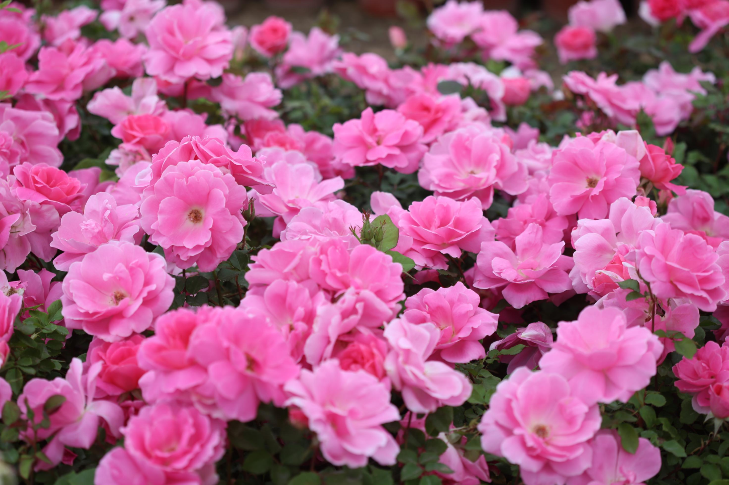 北京11大展区可赏月季,今年主题花俗称"开花机器"