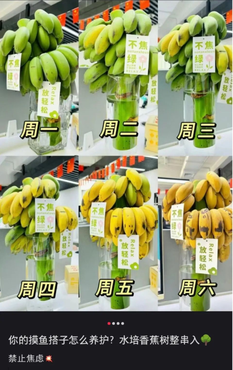 图片来源：小红书截图，网友分享种植水培香蕉的经历