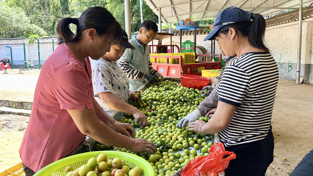 图为果农采收桃子(莫芸萱摄)近日,走进广西富川瑶族自治县新华乡龙集