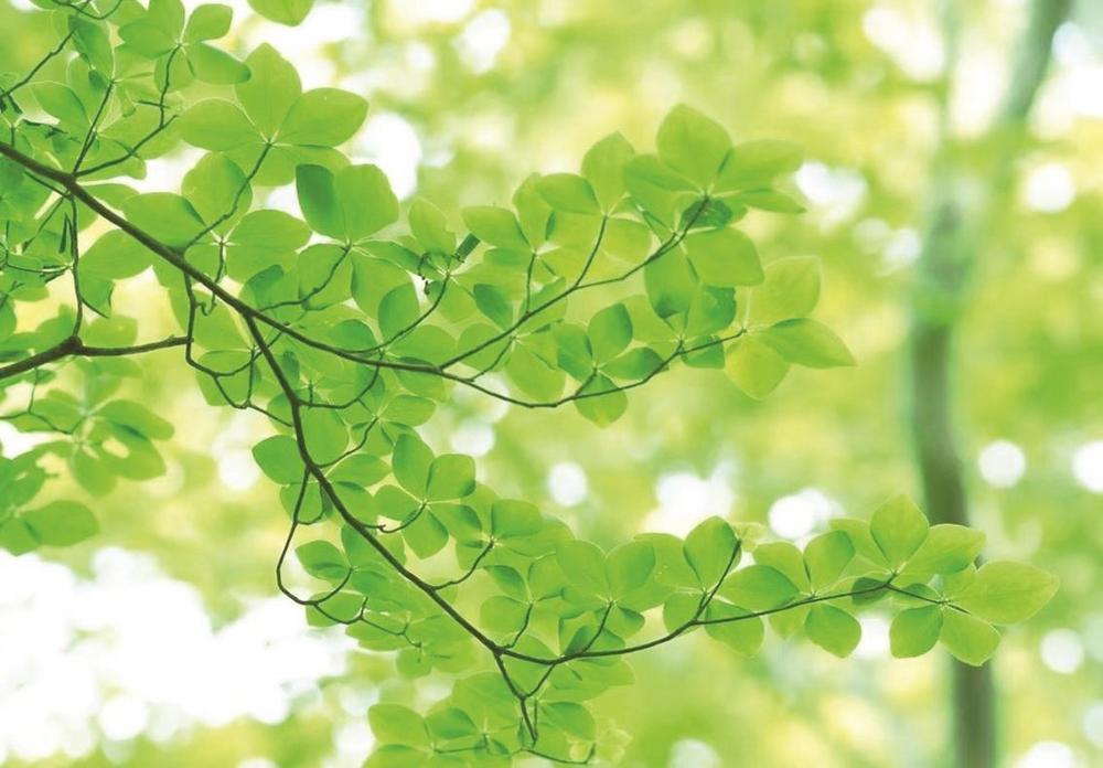 一树槐花缀乡愁