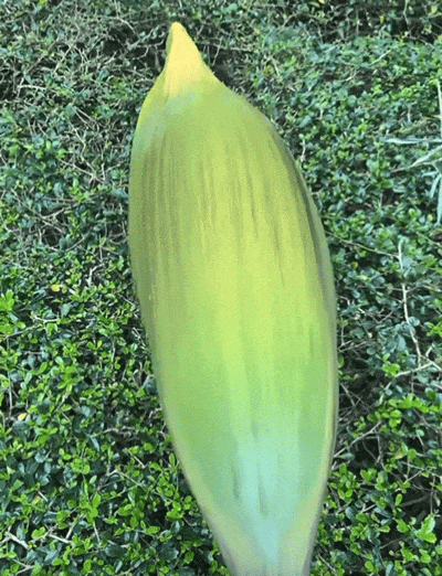 图源：小红书@ 蘑菇宁视频截图