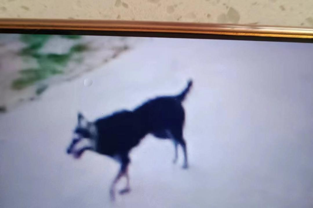 ▲咬伤小星的恶犬 视频截图