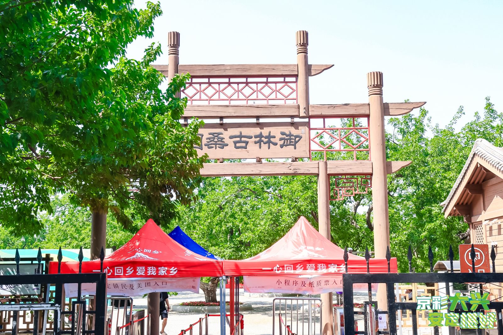 桑椹为媒促振兴 2024年北京大兴安定古桑文化主题月今日启动