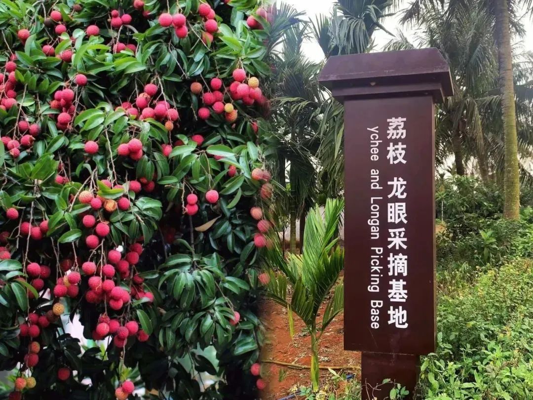 这里也被称为海口云龙镇的南渡江"最美支流",溪流弯曲延伸,稻田一望无