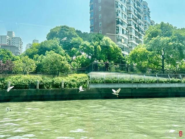 河面上飞过的水鸟总能引起惊叹 施晨露摄