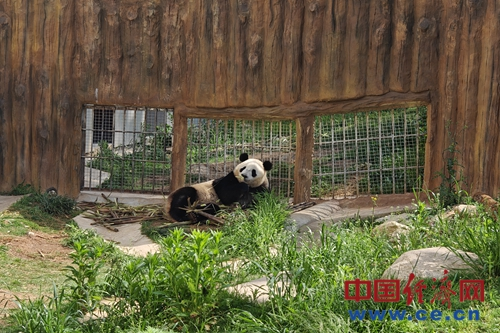 秦岭大熊猫佛坪救护繁育研究基地的熊猫.(中国经济网记者 佟明彪/摄)