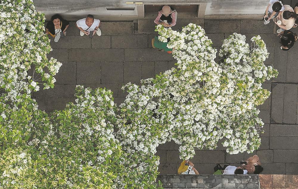 "四月雪"的诗意