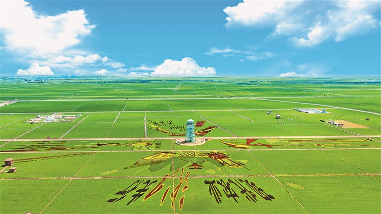 富锦市万亩水稻公园稻田画。