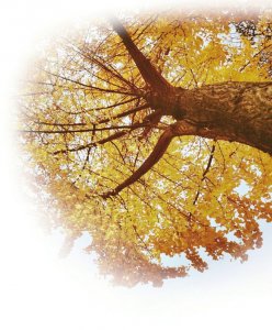 落叶·归根|成都市_新浪财经_新浪网