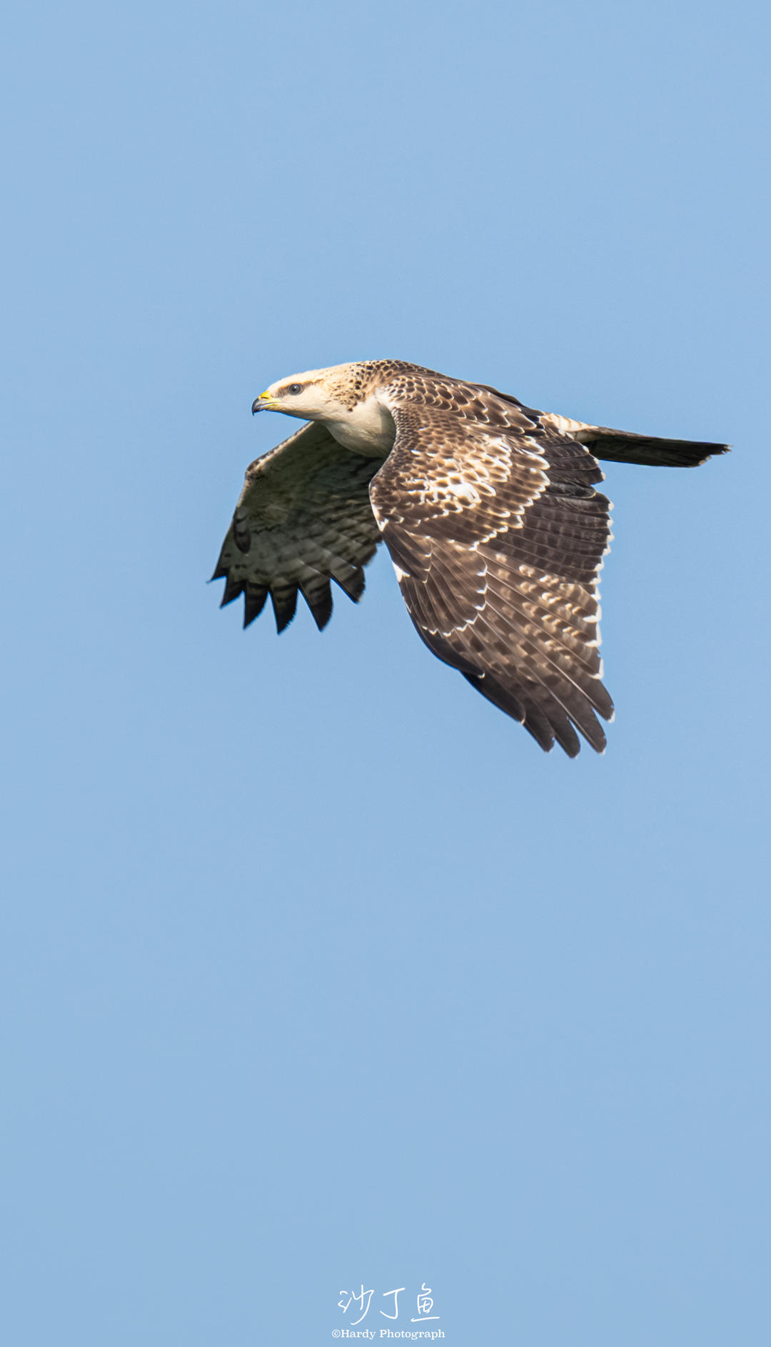 海拔1600米的山上有群"天空守望者":记录上万只猛禽过境成都