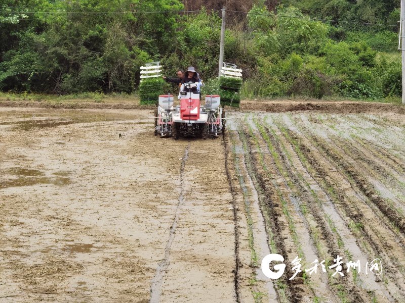 【融媒体中心新闻播报】遵义播州:机械化插秧为水稻种植按下"加速键"