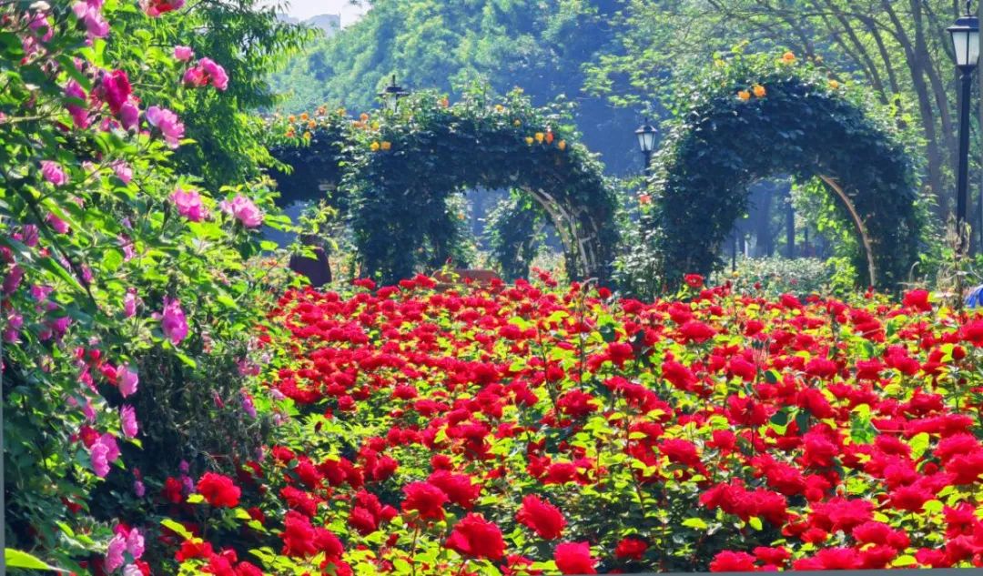 【美呆】夏天来了,到津城的繁花世界走一走