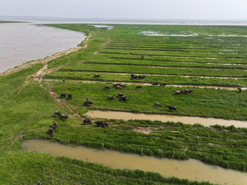 4月18日,督察组在上饶市余干县狗尾洲洲滩发现,有大量牛群在洲滩围垦