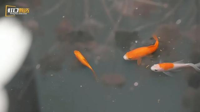 换个星球喝茶,和幸运约会