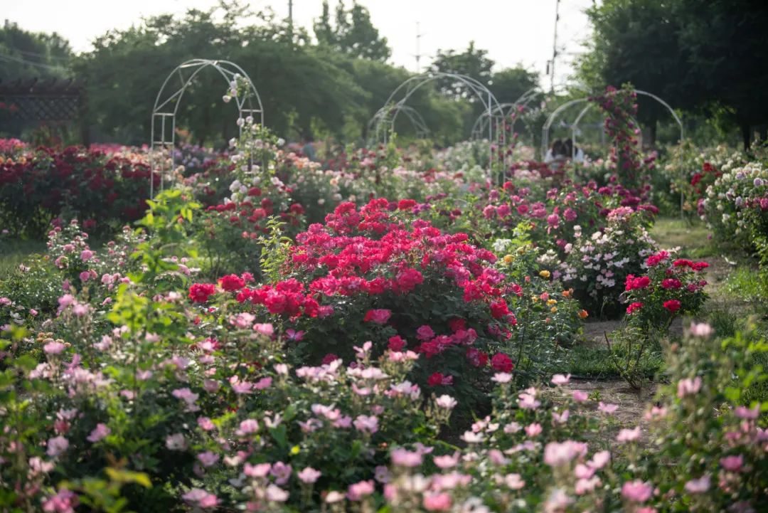 据了解,月季园全园总占地面积29000平方米,自2011年建设至今科研人员