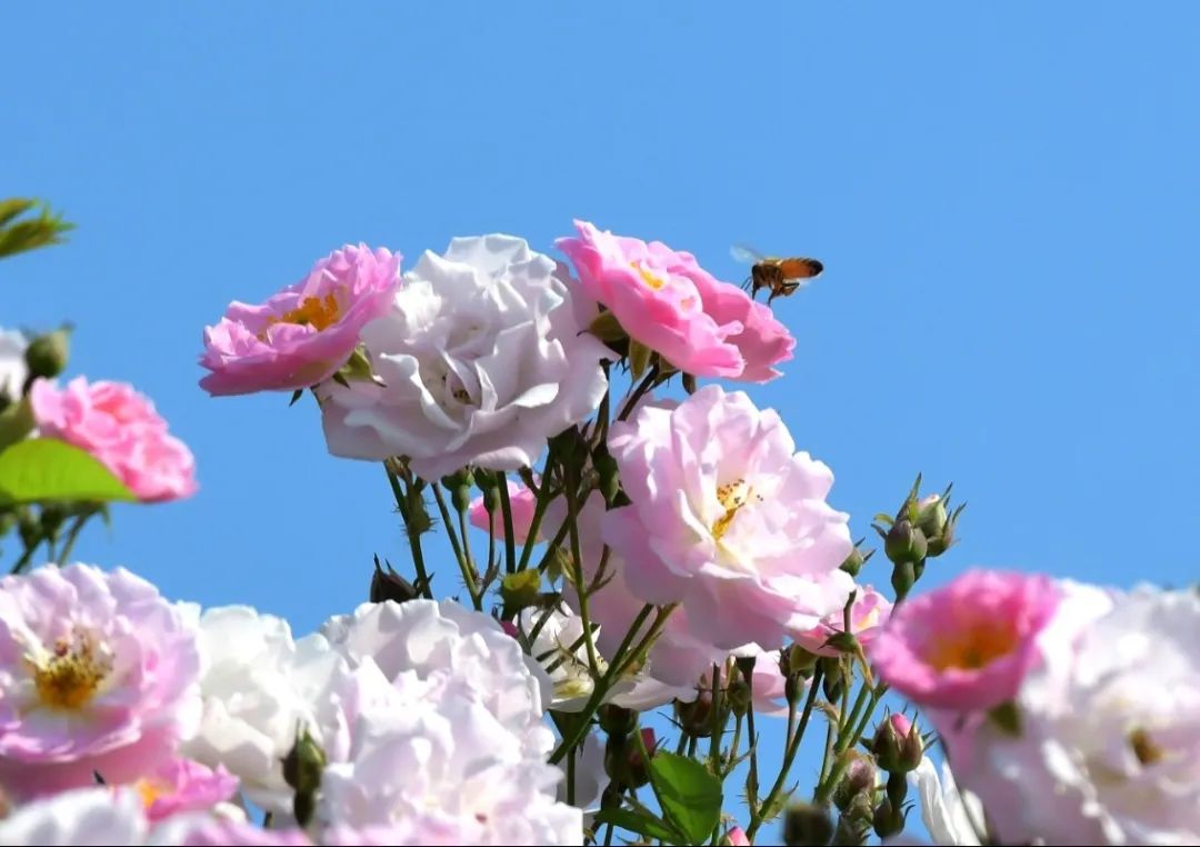 【美呆】夏天来了,到津城的繁花世界走一走