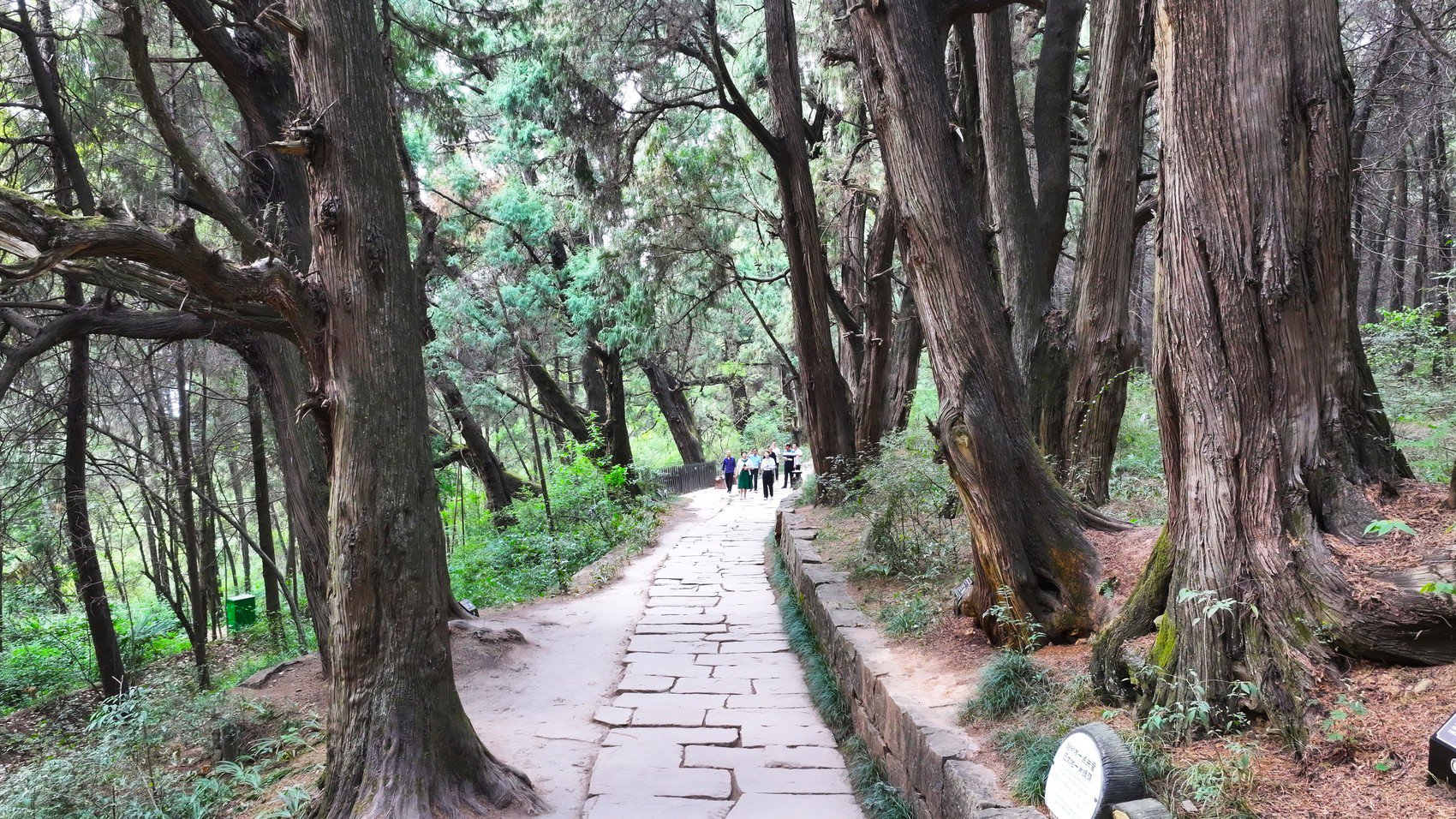 剑阁县翠云廊景区内的古道和古柏.高志农 摄