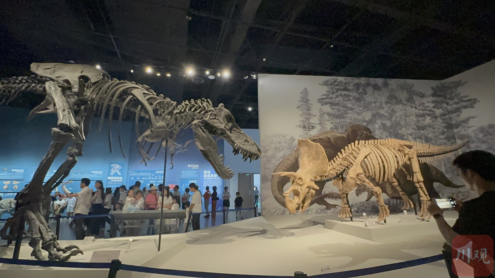 "川观科普日"国际博物馆日活动丨寻找"镇馆之宝",揭秘大象前世今生