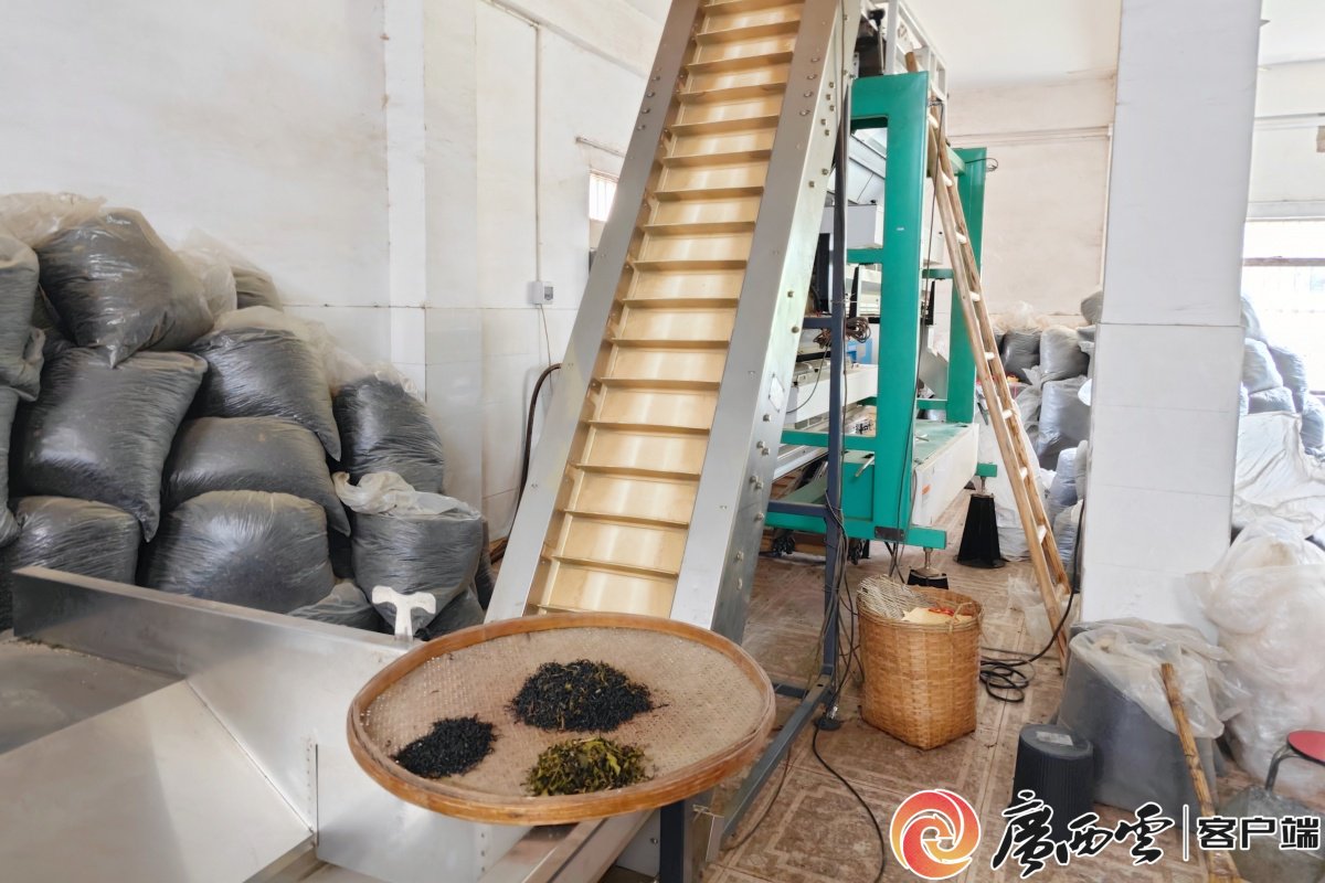茶叶分拣机,可自动筛选出初制毛茶中的黄叶.记者 陶洁 摄