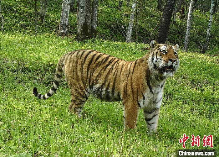 中国野生东北虎,东北豹种群数量出现新增长